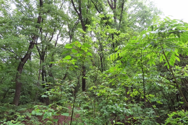 雨降り樹林IMG_1865 (800x533)