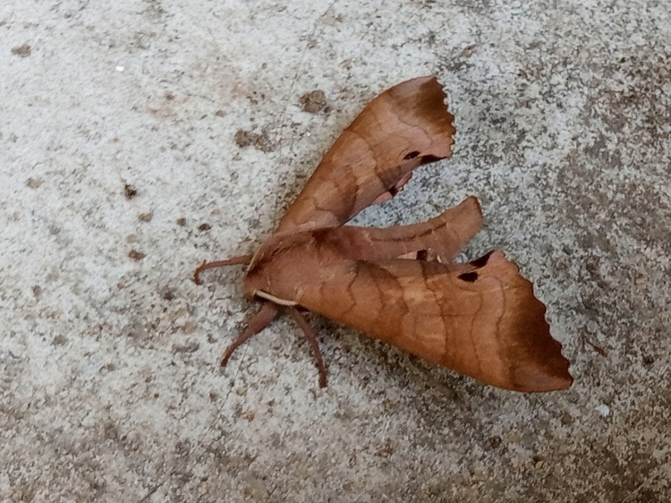 枯葉の形の虫
