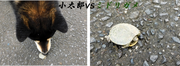 05.31小太郎ｖｓ亀