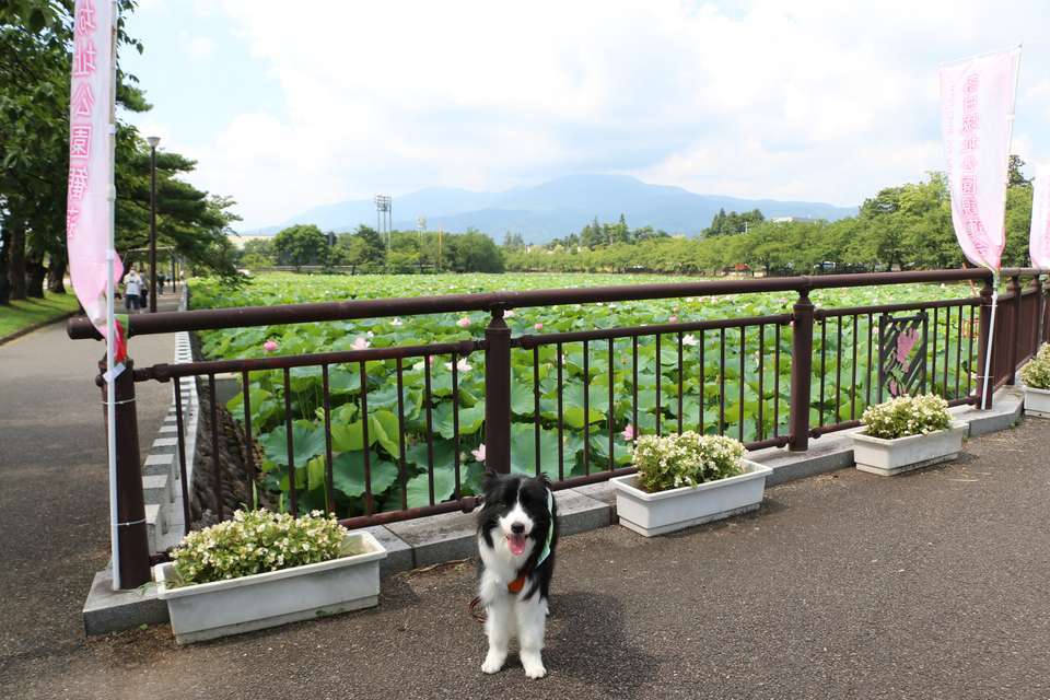 信号を渡った先の西濠南側の蓮