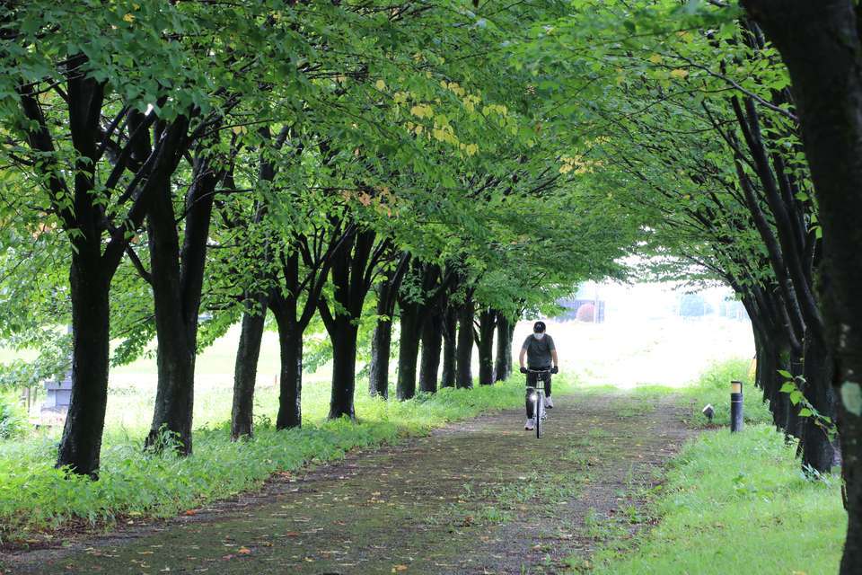 サイクリングロードの並木道の下を走る自転車