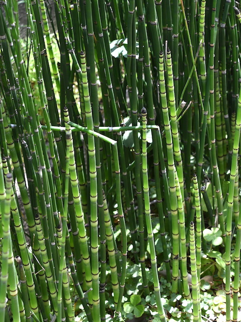 bamboo20210511_2.jpg